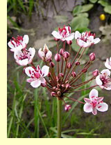 Сусак зонтичный Сусак зонтичный (Butomus umbellatus L.)